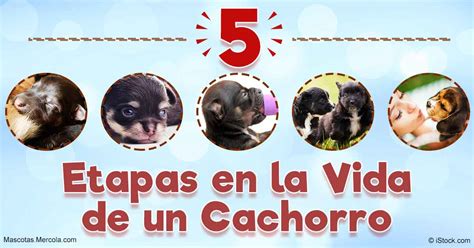 Las Etapas Del Desarrollo De Los Cachorros