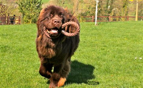 How to Train Your Newfoundland: 6 Tips for Taming the Gentle Giant ...