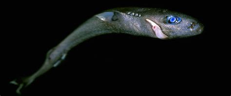 dwarf lantern shark | Tumblr