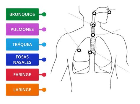 SISTEMA RESPIRATORIO Diagrama Etiquetado