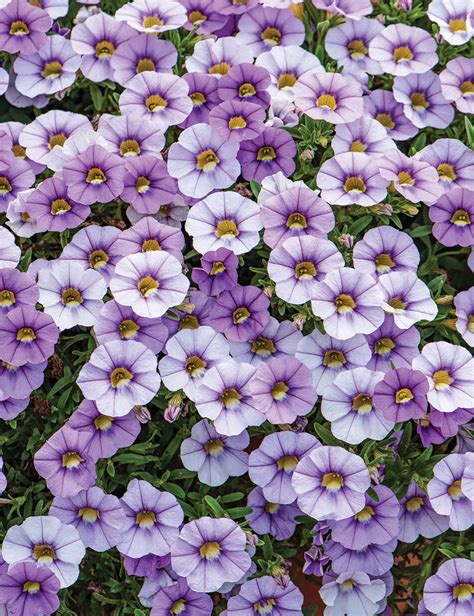 Calibrachoa Ombre Blue Tesselaar