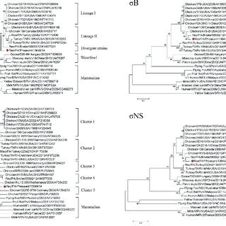 Phylogenetic Trees Constructed By Avian Orthoreovirus Arv Based On