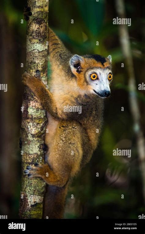 Crowned Lemur Eulemur Coronatus Palmarium Madagascar Stock Photo