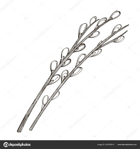 Pussy Willows Drawing