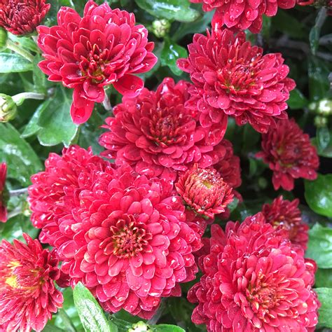 Саженцы розы Хризантема мультифлора Браунд Чери в Саратове цены от 150 ...