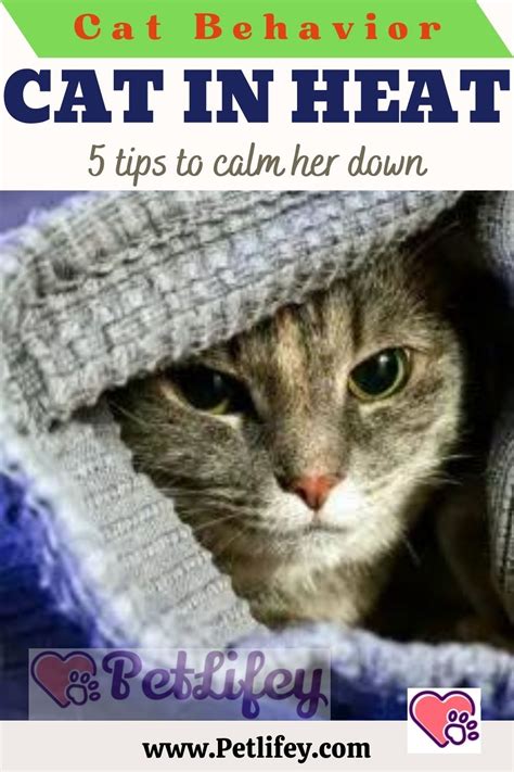 How To Help A Cat In Heat A Beginner S Guide On Female Cat Heat Cycle