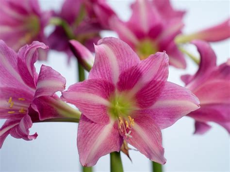 Amaryllis Varieties Hgtv
