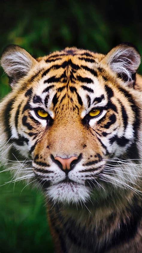 harimau wallpapers top  harimau backgrounds wallpaperaccess