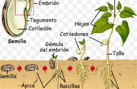 La Semilla Y Sus Partes Clasificaci N Estructura De La Semilla