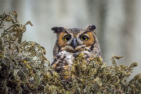 3507 Great Horned Owl Bubo Virginianus Feathers In Focus Flickr