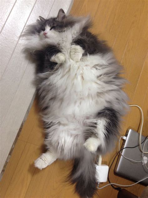 Hyne, Norwegian Forest Cat | Norwegian forest cat, Forest cat