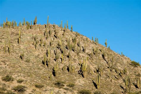 Cardon Cactii Stock Image Image Of Landscape Park 142023085