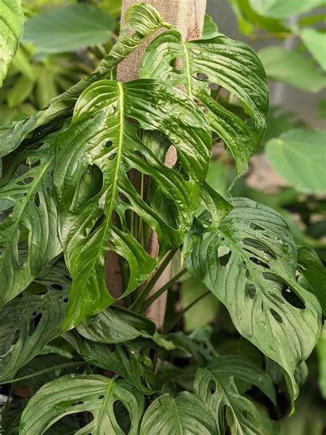 All Monstera Kens Philodendrons