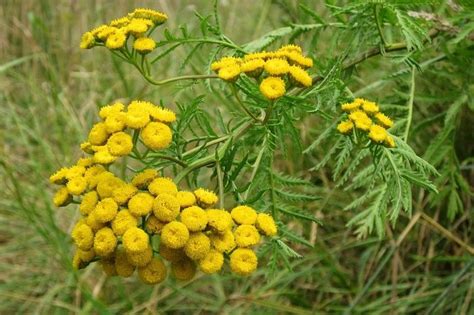 Пижма обыкновенная: лечебные свойства и противопоказания - Женский ...