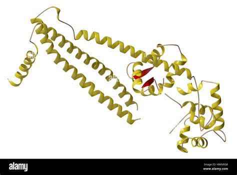 Troponin: structure of the human cardiac troponin core domain, 3D rendering. Composed of three ...