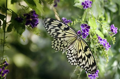 Borboleta Borboletas Inseto Foto Gratuita No Pixabay Pixabay