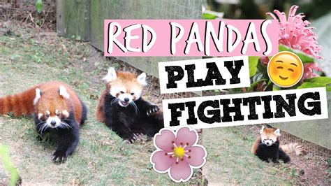 Red Panda Fighting