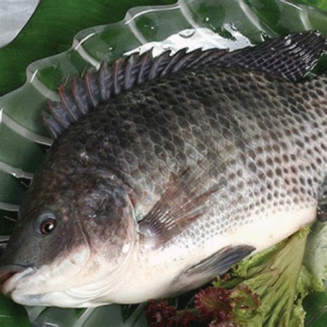 Cá rô phi sông loại dưới 1.5kg đã phi lê (giá của 1kg) - Vườn Nhà Mình