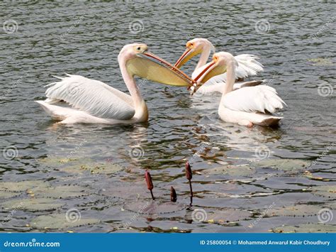 Three Large White Pelican Stock Photo Image Of Flying 25800054