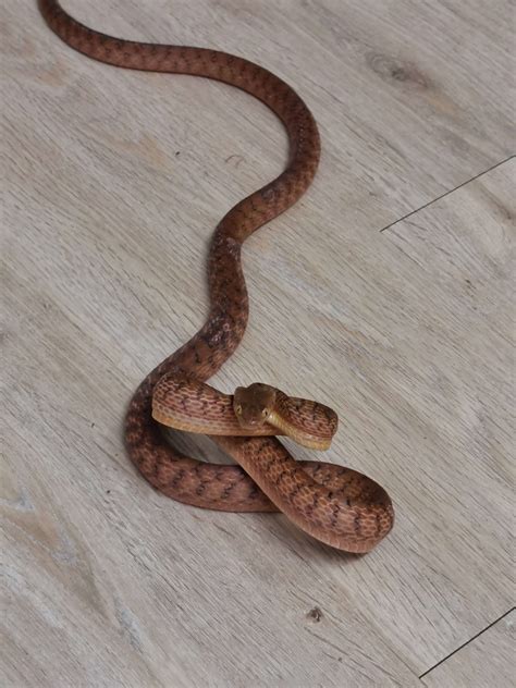 Australian Snakes Identification