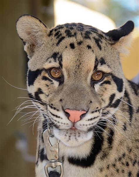 animal behavior jobs 1