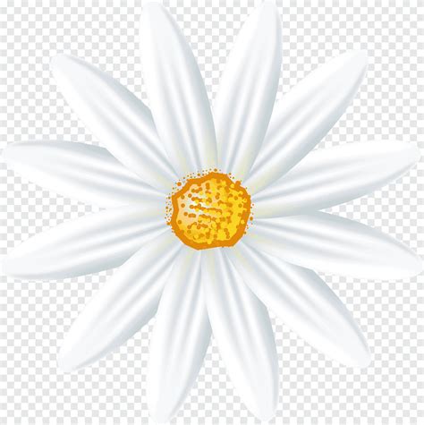 Ромашка ромашка Oxeye daisy Семейство ромашек Немецкая ромашка, ромашка ...