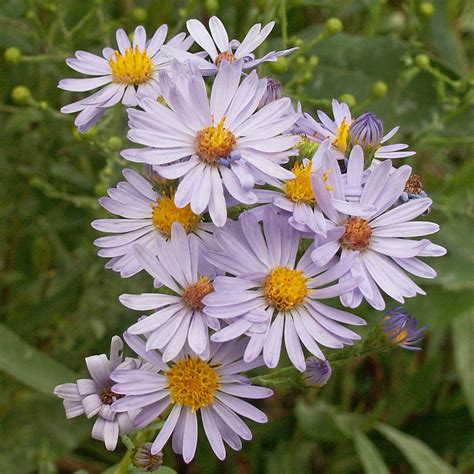 Smooth Aster Monarch Butterfly