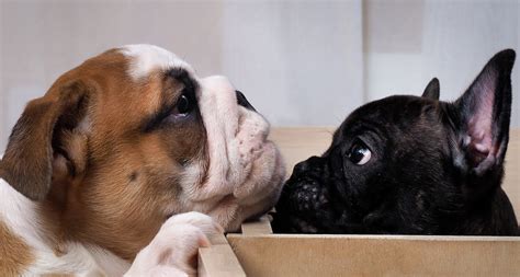 english bulldog  french bulldog comparison bulldogology