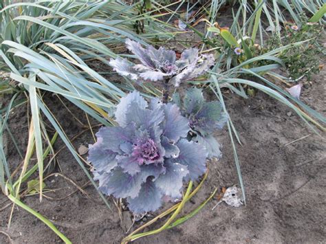 Капуста полевая (Brassica campestris)