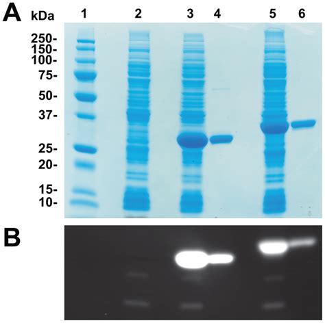 Sds Page And Zymogram Of Purified Recombinant Proteins A Sds Page