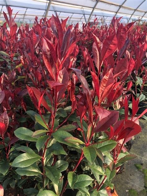 Photinia fraseri carré rouge