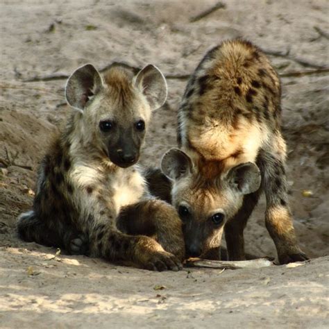 10 Cutest Babies of Exotic Animals Living in The Desert