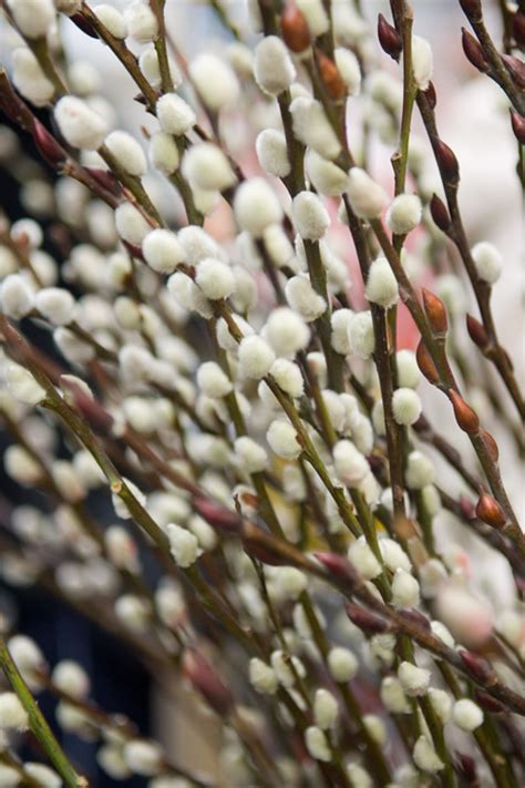 White Flowering Pussy Willow FREE SHIPPING Wilson Bros