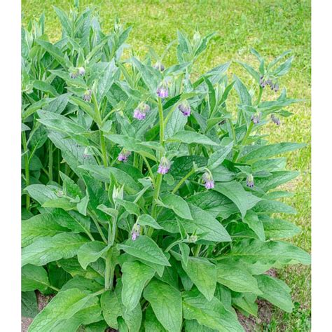 Comfrey