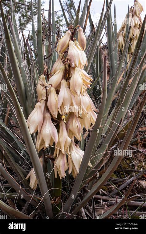 Banana Yucca Yucca Yucca Baccata Blossoms Snow Canyon State Park