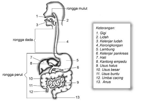 Organ Pencernaan Makanan Manusia Panduan Soal