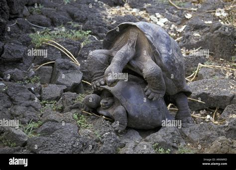 Tortuga Gigante de galápagos Testudo elephantopus apareamiento