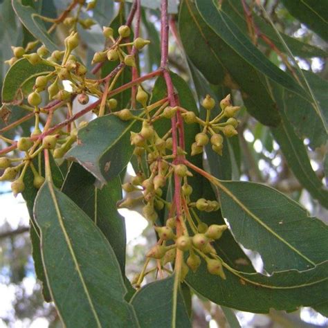 Eucalyptus Camaldulensis River Red Gum Seed X200 Ole Lantanas Seed