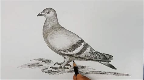 draw  realistic pigeon step  step easy infoupdateorg
