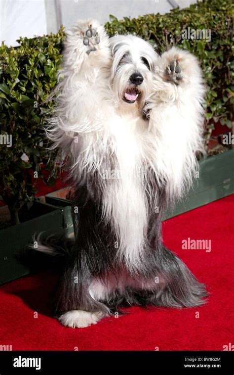 THE SHAGGY DOG Premiere Stock Photo - Alamy