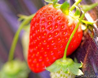Strawberry Fields | Kirt Cathey | Flickr