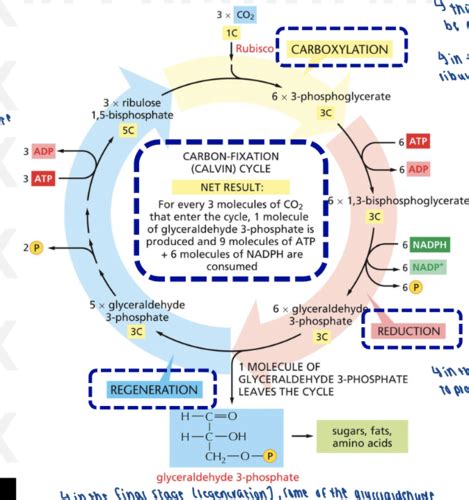 BIOL 3320 - Energy Conversion (II, cont.) Protein Sorting and ...
