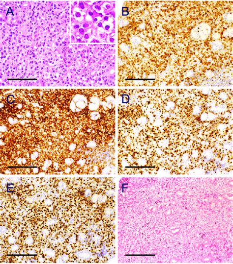 Representative Histological Images Of The Stomach By Hematoxylin And