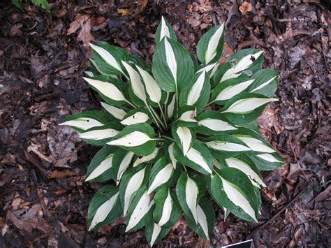 Online Plant Guide - Hosta 'Risky Business' / Risky Business Hosta