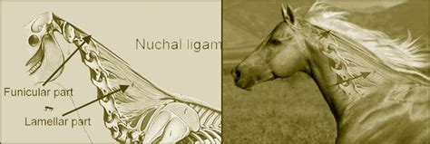 The Disturbing Truth About Neck Threadworms And Your Itchy Horse The
