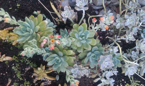 Succufiend: Ghost plant, invisible plant.