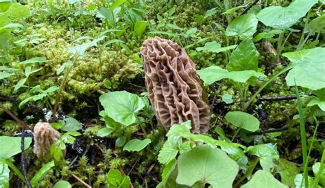 Foraging For Spring And Fall Mushrooms In North Idaho Sandpoint Id