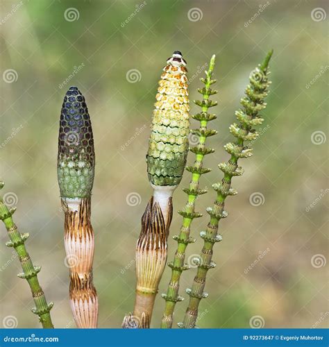 Equisetum Arvense Or Horsetail Plant Royalty-Free Stock Image