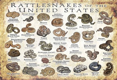 Rattlesnakes Of The United States Art Print Field Guide Etsy