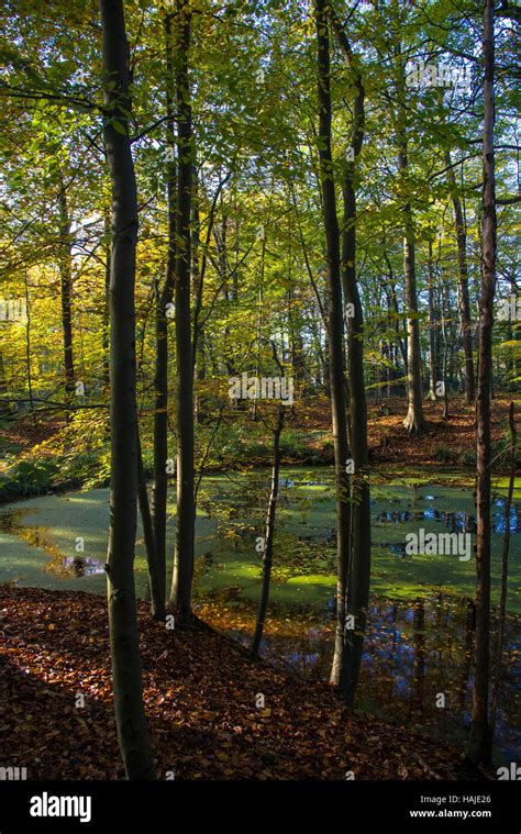 forest in fall Stock Photo - Alamy